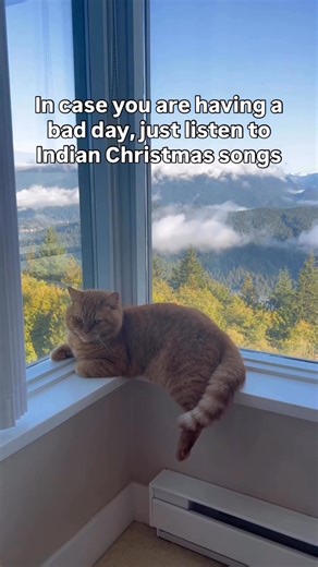 Apollo Kitty Cat on Reels