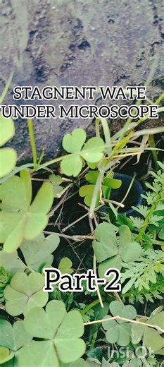 Stagnant water under Microscope. PART-2