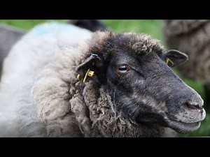 Schafschur 2020 auf Gut Karlshöhe – Film statt Fest