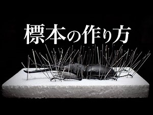 標本の作り方 ギラファノコギリクワガタの軟化展足【クワガタ飼育】