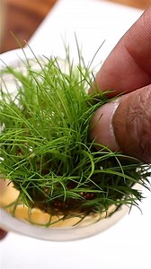 Planting Dwarf Hairgrass in the Aquatic Garden #dwarfhairgrass #aquaticgarden #micropond | The Urban Nemophilist