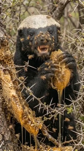 Honey Badger: Courage or Madness? 🦡🔥 #animals #shorts