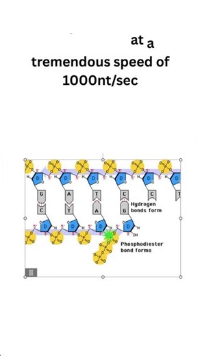 DNA Polymerase- Structure, Function & Proofreading