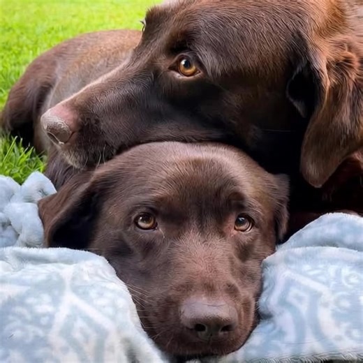 "Double the chocolate, double the fun! 🐾💖 These two just made my day! #ChocolateLabs #PuppyReel #CutenessOverload" | Labrador Retriever Lovers