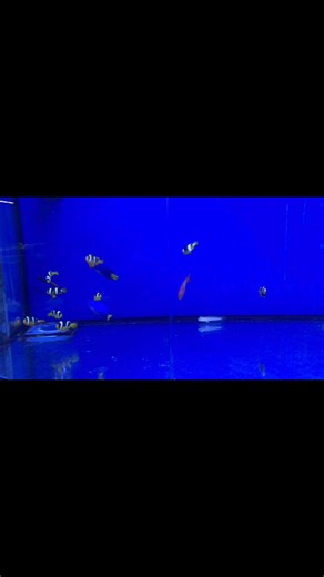 2K views · 13 reactions | Explore our latest selection of vibrant saltwater fish at Tropical Aquatics 朗 Available Species: • Moorish Idol • Bi colour Blenny • Diamond Goby • Sand Blenny • Long Nosed Butterfly • Clownfish tomato and designer • Stripe Surgeonfish • Blue Damsel • Lyretail Red Coral Fish • Devil Lionfish • Blue Surgeon • Lipstick Tang • Blue Streak Cleaner Wrasse | Tropical Aquatics | Facebook