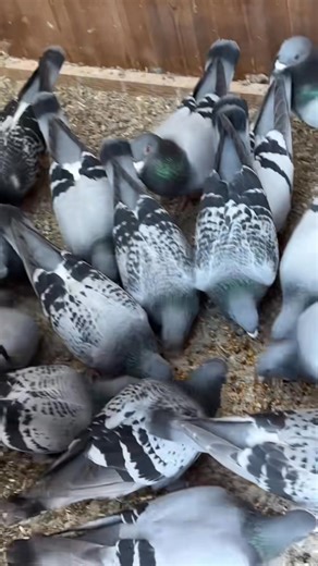 Good Afternoon. A excellent trainer today from the 41 mile point, it’s now activation and payment time which have come in rapidly. If 94 are paid for that’s a whopping £6580 that will be paid out in prize money 💴 Either tonight or tomorrow will be drawing names against ring numbers once this is done then on Thursday will upload the allocated names to Benzing live. As explained in my video I hope to train again this Friday and then we’re be ready for Hot Spot One weather permitting on Sunday fro