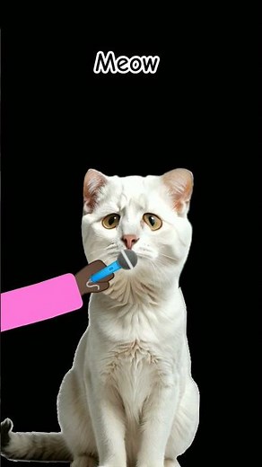 cat barking it #cat #funny #memes