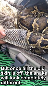 Unseen python un skinning videos | 50 Shades of Britain