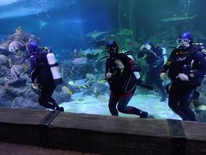Scuba Diving in the Skegness Aquarium Shark Tank 2021