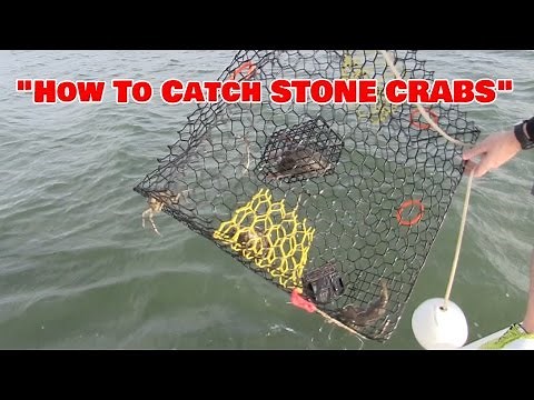 How To Catch Stone Crabs on the "Florida Flats"