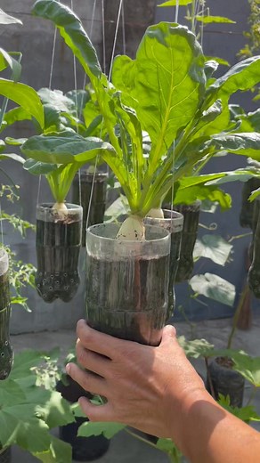 6.8M views · 194K reactions | MAMITAS TAYO NG SINIGANG VEGETABLES #SINIGANG #gardeningreels #growyourownfood #gardeningideas #gardeningtips #gardening #ediblegarden #garden #gardenlife | Pinoy Urban Gardener | Facebook