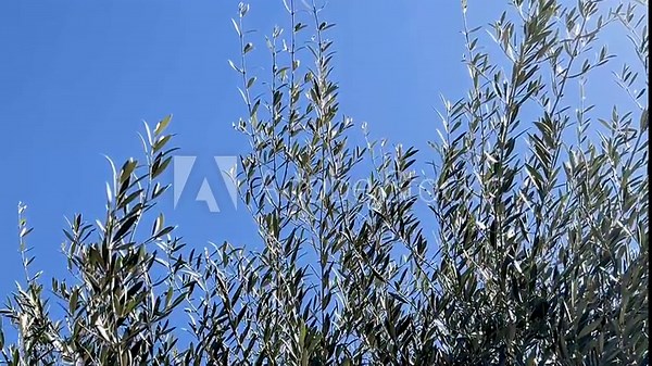 Branches of olive tree (Olea europaea) reaching toward clear blue sky, swaying in the wind