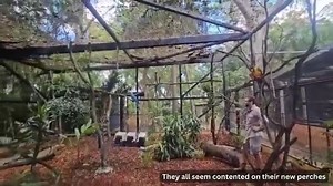 21K views · 487 reactions | The macaws have moved house! Did you guess correctly? 樂 Our macaw girls are settling in well to their new enclosure. Take a peak at their release in this video! Come and see Blossom, Lily and Jewel in their new aviary this Australia Day public holiday. Rockhampton Zoo will be open tomorrow from 9:00am to 4:15pm, and all of our Keeper Talks will be on as usual. #RockhamptonZoo #ExploreRockhampton #MyRockhampton | Rockhampton Zoo | Facebook