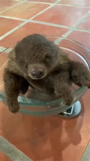 Sloth lover life on Instagram: "Noises are the best! 📷 Source: TikTok @ animaledventures ( Dm for credit or removal / All rights® are reserved & belong to their respective owners ) ============= 🤜 Tag your Friends and family who Love to see this❤️ 🛎 Turn Post Notification On * Follow our and tag us in your next picture for a chance to be shared! 👉Tap link in our bio to order Thank you ! 💝 .. .. .. #slothstudio #slothlove #slothlyfe #slothmersin #slothart #