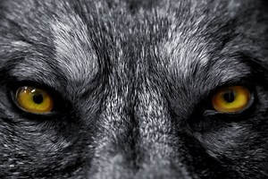Do Werewolves Have Tails - And Other Werewolf Facts - Paranormal School