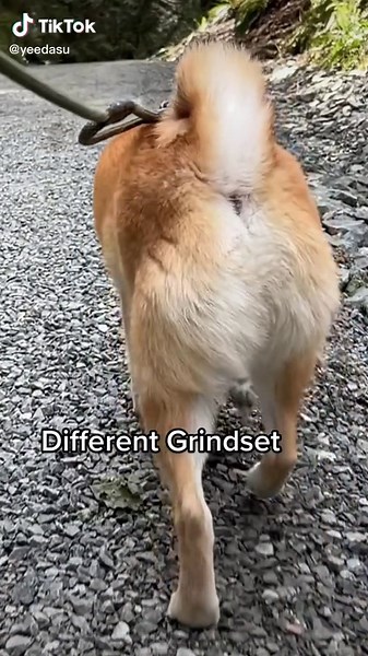 Kylo is on that sigma male grindset #thirsttrap