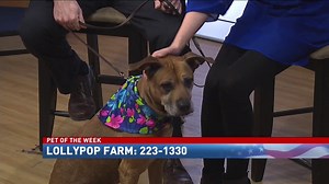 Pet of the Week: Raven