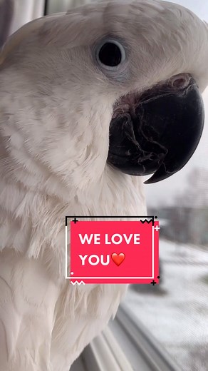 Puff The Cockatoo on TikTok