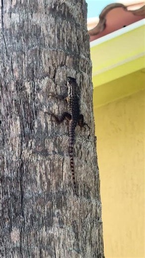 This is a curly tailed lizard invasive to Florida which also didn’t have its tail curled