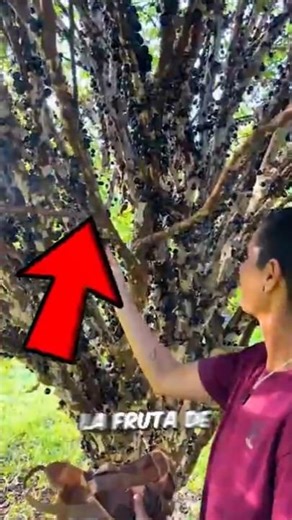 Why are the fruits of this tree ping pong balls?