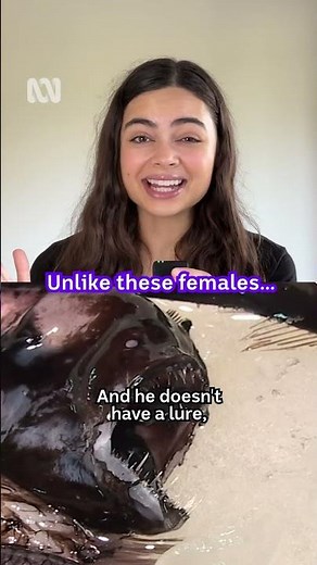 Just how tiny are male anglerfish? 🐟 #Shorts