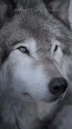 Alpha Wolf🐺#wolf #greywolf #wildlife #wolfpack #wolfdog #shorts