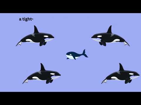Killer Whale Language: How AI is Finally Decoding Their Signals & Oral Communication- Orca Biology