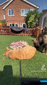 15K views · 1.3K reactions | Puppy met Vision yesterday and couldn’t work out what kind of dog he was 藍 He wanted to play of course and Vision was so good with him 殺 #FabulousFinn #puppylove | Fabulous Finn | Facebook