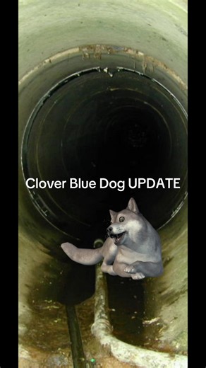 Clover Blue Dog update — why the account is on their wife