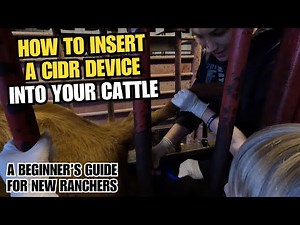 How To Insert A CIDR Device Into A Cow To Help With AI