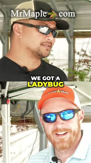 Acer palmatum 'Munnkawa' Japanese Maple Dream Tree!