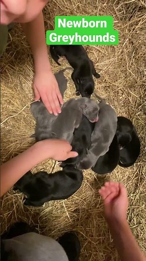 Ever Seen A Newborn Greyhound? #greyhound #greyhoundracing #dog #puppy #hello #newborn #greyhounds