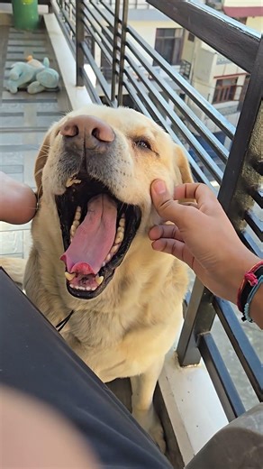 Morning View and Buddy 🐶 #vlog #goldenretreivers #trending #goldenretreiver #labrador #reels