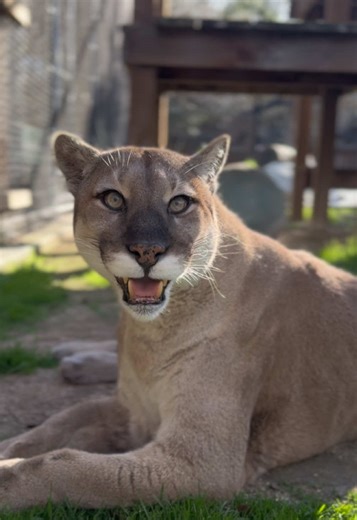 Discover Cute Cougars at Monterey Zoo
