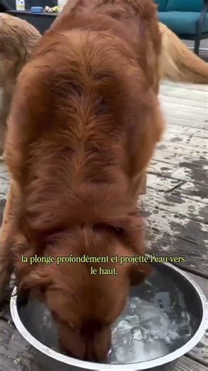 Pourquoi les chiens éclaboussent et les chats presque jamais ?