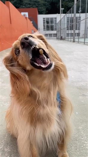 Sample Saturday at Pet Supermarket! 🦴✨ Mark your calendar every 2nd Saturday of the month for Sample Saturday, where your pet gets to try something new — on us! From tasty treats to nutritious meal toppers, each month features a different product to explore. Come discover a new favorite! | Pet Supermarket
