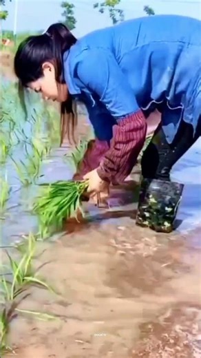 rice growing skills in China