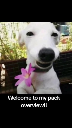 My first pack overview!! Sorry the captions gave out in the beginning :( #wolvden #lionden #wolvdengame #fyp #liondengame