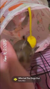 Who let the Degus out? ✨🐿️✨🤷‍♀️ #pets #degulife #cutepets #cute #degu #petvlog #funnypets #funny