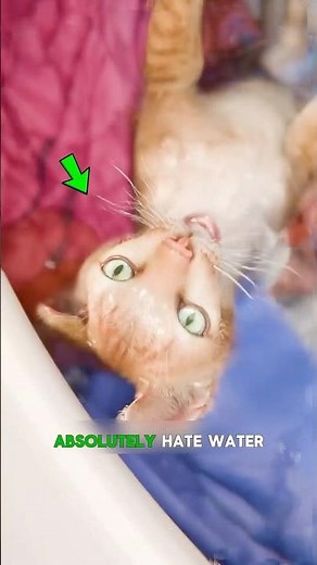 The Real Reason Cats Hate Water 😹💦