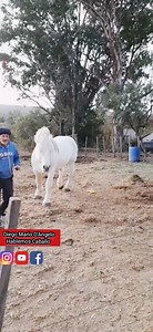 Montando por primera vez un padrillo Percheron en doma #doma racional #domanatural #domaIndia #caballospercherones #equinos #cavalocrioulo #horsemanship #horsesplanet #chevalpassion # | Hablemos Caballo Diego Dangelo
