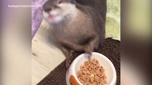 502K views · 6.2K reactions | How an otter eats its dinner | The Independent | Facebook