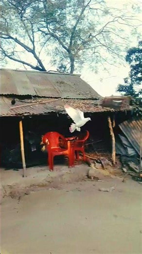 #song #html #pigeon #video