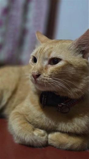 "Simba's photo shoot! 🐾😻 A collection of Simba's cutest moments."