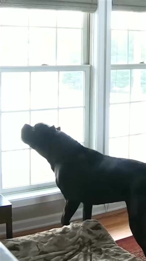 That growl sounds like a lion Fr🥵🥰🥰 #canecorso #canecorsopuppy #canecorsolove #canecorsofans | Cane Corso USA.