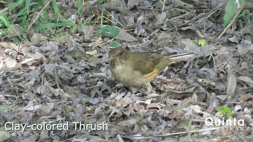One of the most important features of our habitat here at Quinta Mazatlan is our leaf litter. It enriches our soil and enhances habitat for our wildlife, like this Clay-colored Thrush! Check out our full birds list in the comments below! :) | Quinta Mazatlan World Birding Center
