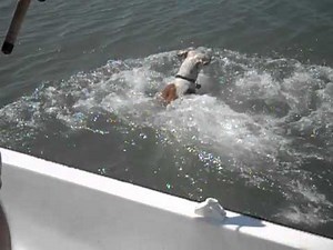 Dog vs. Shark at Folly Beach