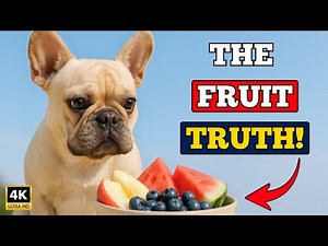 Healthy Fruits for Dogs: Can Dogs Eat Fruit Safely Every Day?