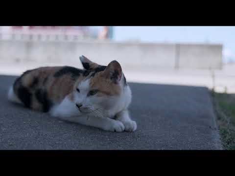 ★香川県★高松市★男木島★2025★