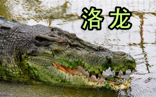 冤死的食人巨鳄洛龙，登上吉尼斯纪录，小河的前车之鉴